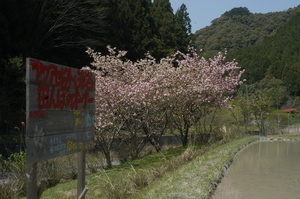 八重桜と看板.JPG