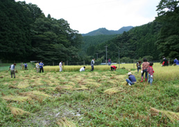 2008稲刈り2.jpgのサムネール画像