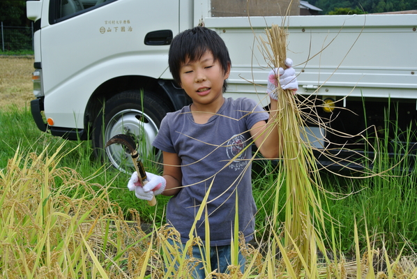 アクアセレクト田んぼのオーナー制　稲刈り 写真10