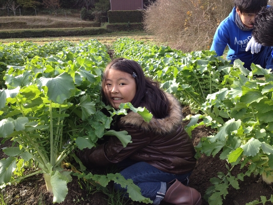 野菜収穫体験ツアー（大阪から）12/2 写真4