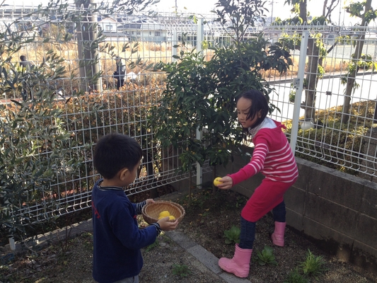 柚子の収穫そして調理① 写真1
